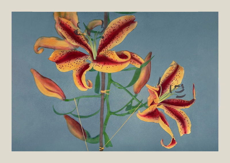 Orange Lily by Ogawa Kazumasa – Fine Art Print Japanese Photography UV-resistant — Ansicht 3