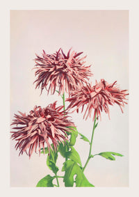 Three Pink Chrysanthemum – Fine Art Print | Japanese Floral Art | Premium Quality — Ansicht 3