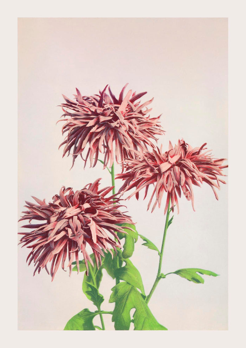Three Pink Chrysanthemum – Fine Art Print | Japanese Floral Art | Premium Quality — Ansicht 3