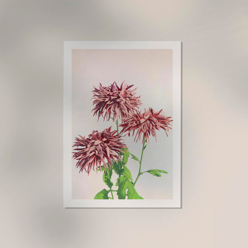 Three Pink Chrysanthemum – Fine Art Print | Japanese Floral Art | Premium Quality — Ansicht 2
