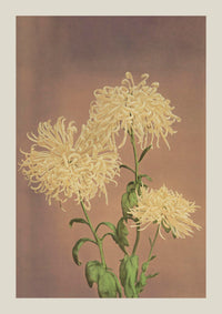 Three Yellow Chrysanthemum – Fine Art Print | Japanese Floral Art by Ogawa Kazumasa — Ansicht 3