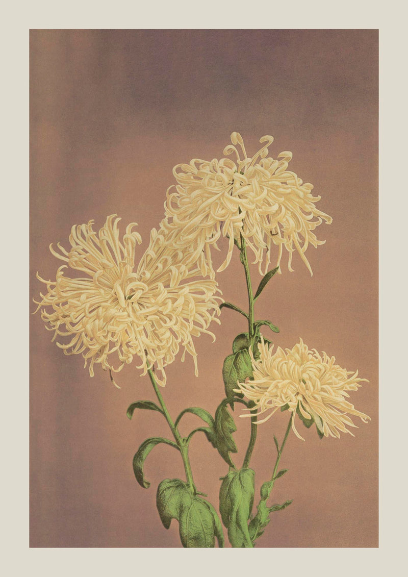 Three Yellow Chrysanthemum – Fine Art Print | Japanese Floral Art by Ogawa Kazumasa — Ansicht 3