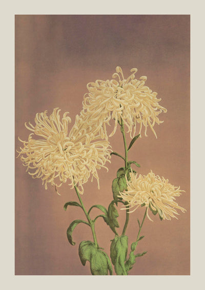 Three Yellow Chrysanthemum – Fine Art Print | Japanische Blütenkunst von Ogawa Kazumasa
