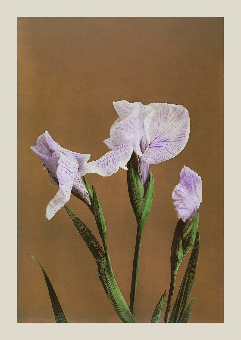Three Iris Kæmpferi – Fine Art Print Japanische Blütenkunst Premium — Ansicht 3