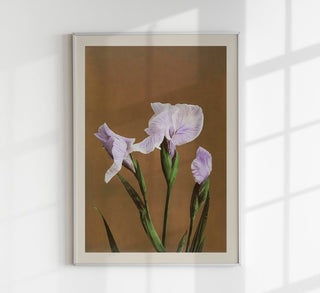 Three Iris Kæmpferi – Fine Art Print | Japanische Blütenkunst | Premium Qualität