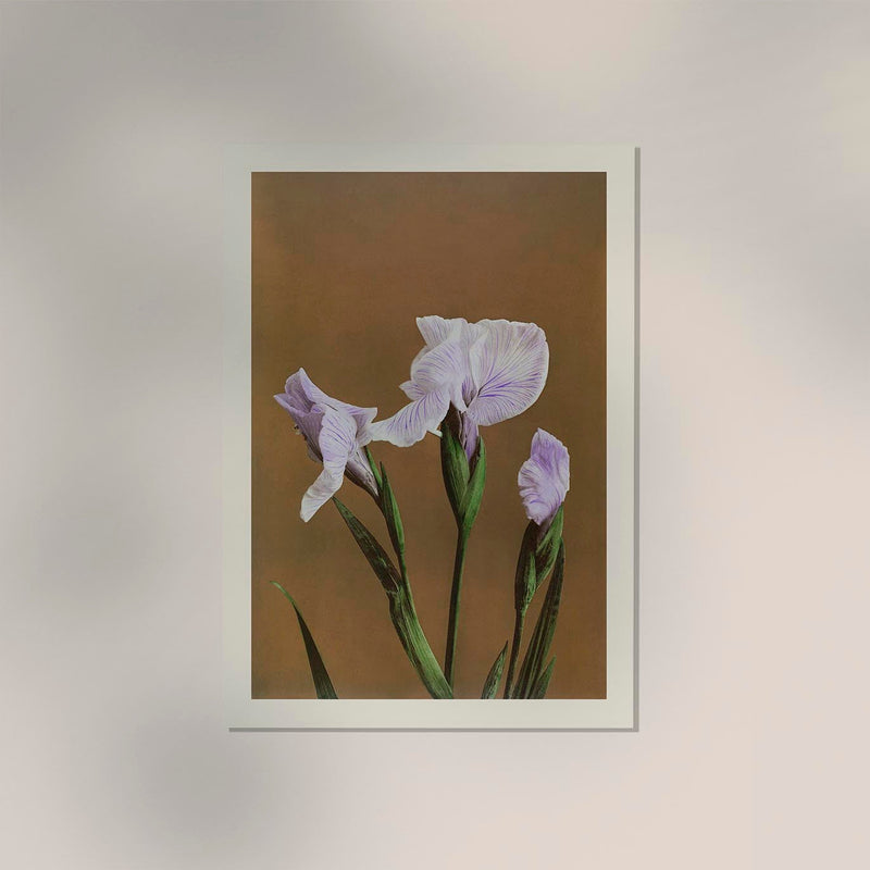 Three Iris Kæmpferi – Fine Art Print Japanische Blütenkunst Premium — Ansicht 2