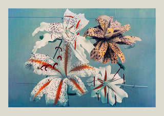 Lily Chart Nr 3 by Ogawa Kazumasa – Japanisch | Kunstdruck | Botanische Grafik