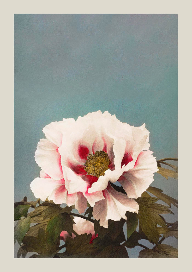 Tree Peony by Ogawa Kazumasa – Fine Art Print UV-resistant Japanese Photographic Art — Ansicht 3