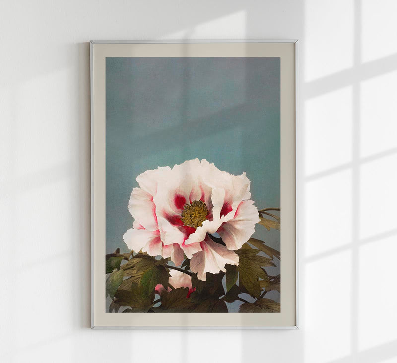 Tree Peony by Ogawa Kazumasa – Fine Art Print UV-resistant Japanese Photographic Art — Patroa Studio
