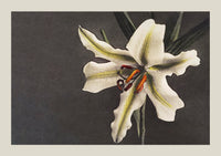 White Lily in the Dark – Ogawa Kazumasa Japanese Art Poster | Fine Art Print UV-beständig — Ansicht 3