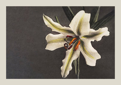 White Lily in the Dark – Ogawa Kazumasa Japanese Art Poster | Fine Art Print UV-beständig