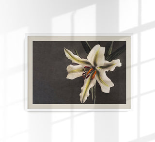 White Lily in the Dark – Ogawa Kazumasa Japanese Art Poster | Fine Art Print | UV-beständig | Premium Galeriequalität