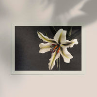 White Lily in the Dark – Ogawa Kazumasa Japanese Art Poster | Fine Art Print UV-beständig — Ansicht 2