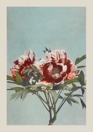 Tree Red Peony by Ogawa Kazumasa – Fine Art Print | UV-beständig | Japanische Fotokunst