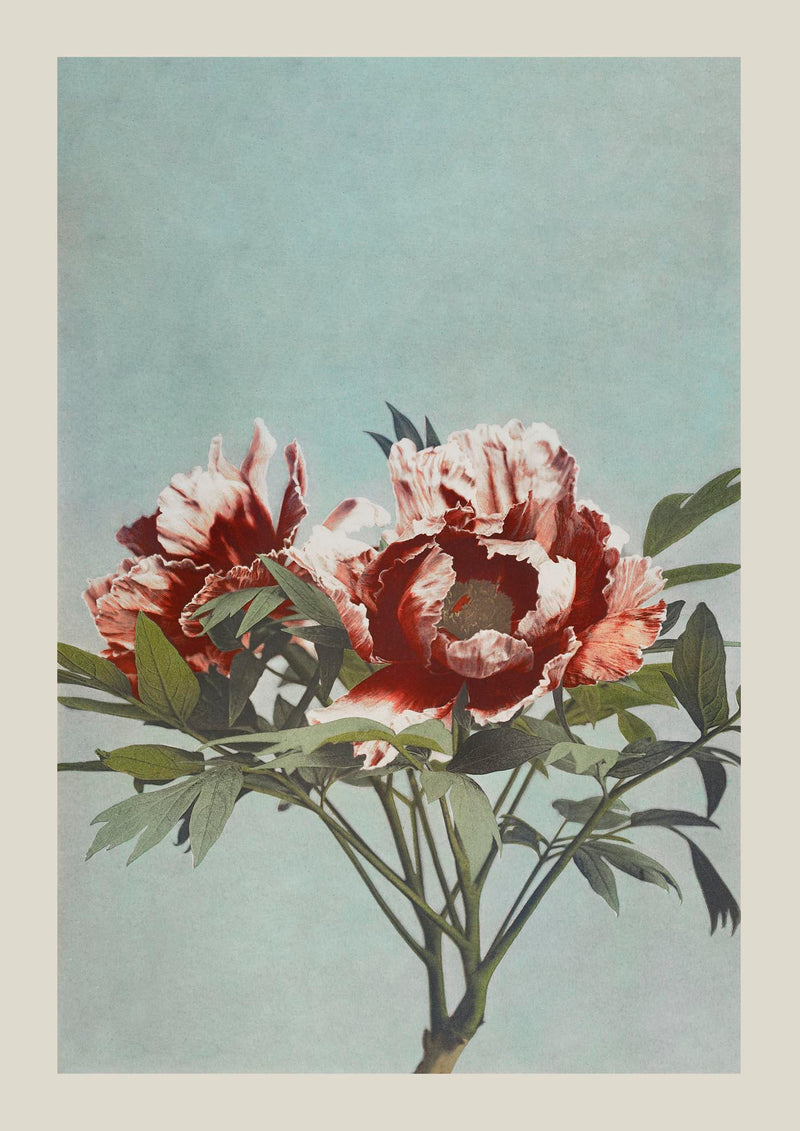 Tree Red Peony by Ogawa Kazumasa – Fine Art Print UV-resistant Japanese Photo Art — Ansicht 3