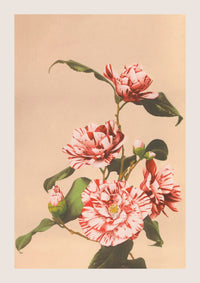 Striped Camellias by Ogawa Kazumasa – Botanische Fotokunst Fine Art Poster — Ansicht 3