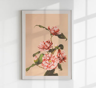Historischer Blumenprint mit gestreiften weißen und roséfarbenen Kamelien auf beigem Hintergrund nach Ogawa Kazumasa, als feiner Fine-Art-Kunstdruck für helle, botanisch inspirierte Japandi- und Scandi-Interiors.
