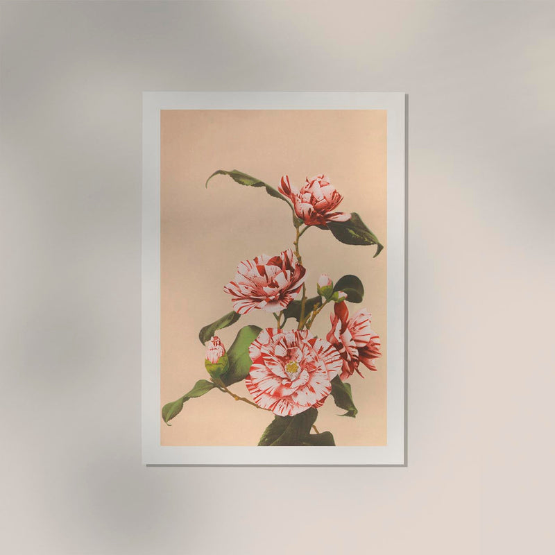 Striped Camellias by Ogawa Kazumasa – Botanische Fotokunst Fine Art Poster — Ansicht 2