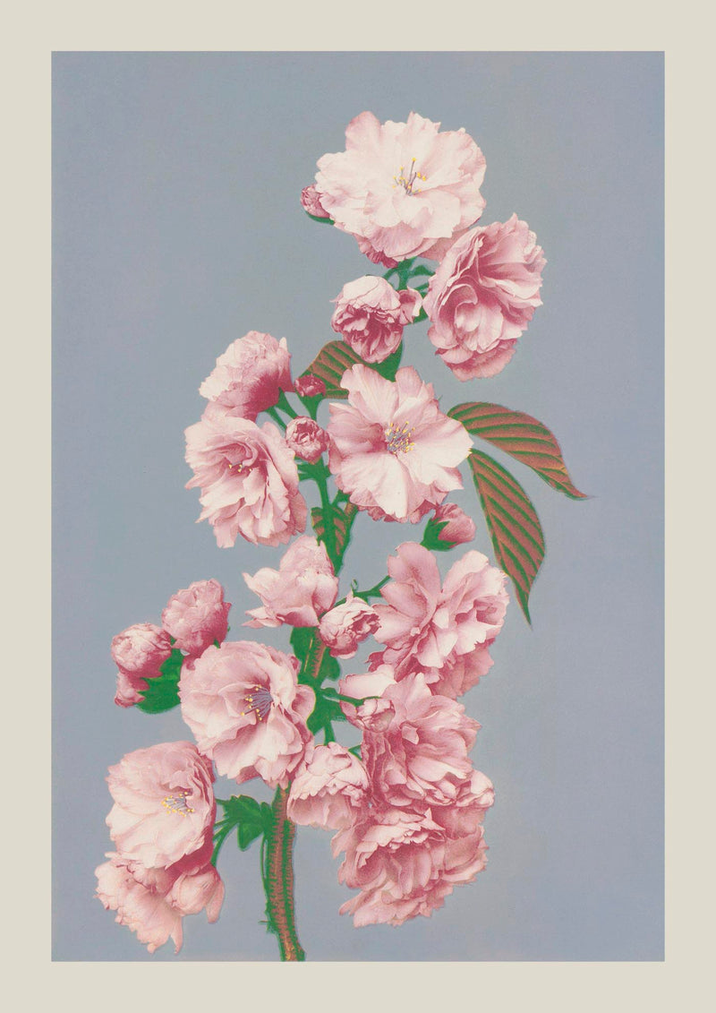 Cherry Blossom by Ogawa Kazumasa – Photogravure Fine Art Print — Ansicht 3