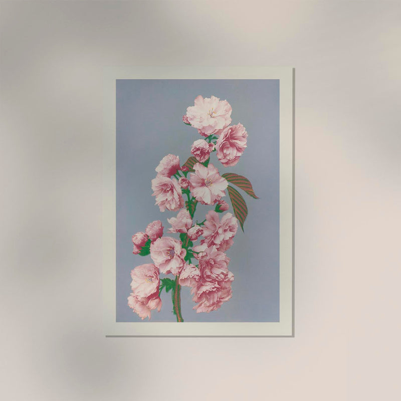 Cherry Blossom by Ogawa Kazumasa – Photogravure Fine Art Print — Ansicht 2