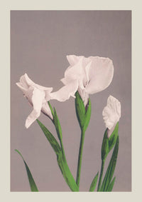 White Irises by Ogawa Kazumasa – Kunstdruck Fine Art — Ansicht 3