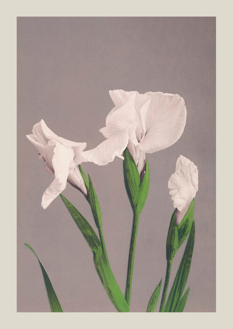 White Irises by Ogawa Kazumasa – Kunstdruck Fine Art — Ansicht 3