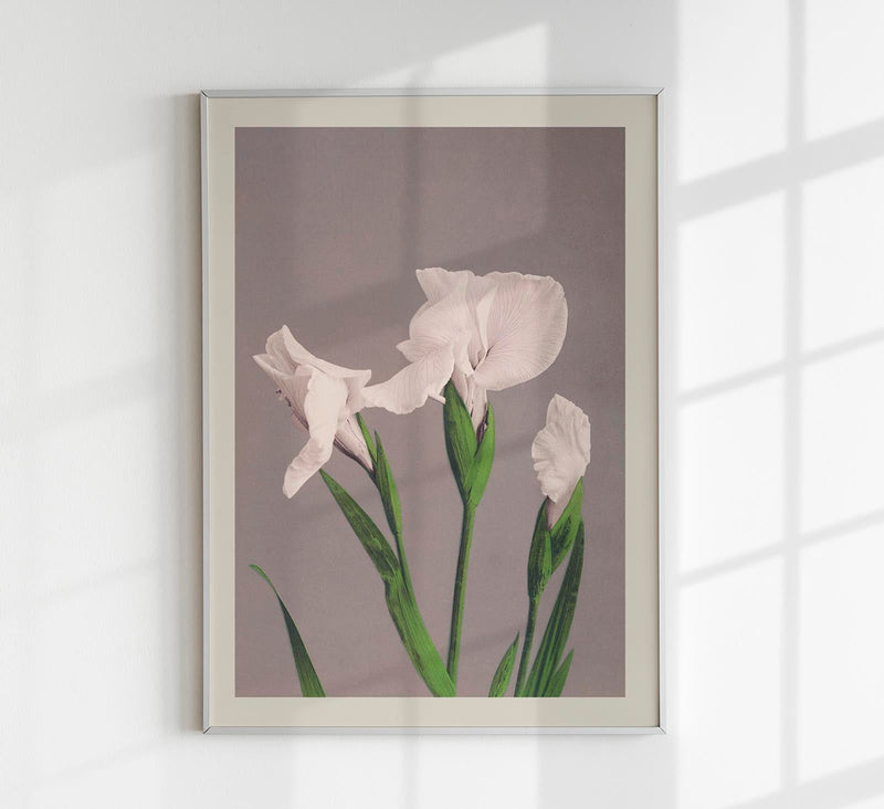 White Irises by Ogawa Kazumasa – Kunstdruck Fine Art — Patroa Studio