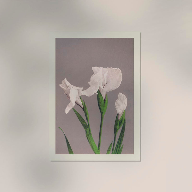 White Irises by Ogawa Kazumasa – Kunstdruck Fine Art — Ansicht 2
