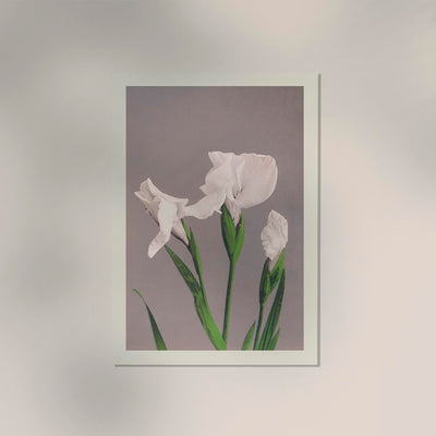 White Irises by Ogawa Kazumasa – Fine Art Print