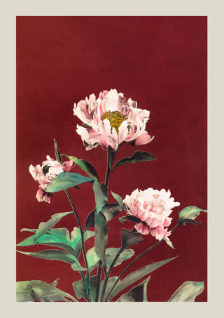 Hærdaceous Peony – Fine Art Poster by Ogawa Kazumasa | UV-beständig | Japanischer Kunstdruck aus Berlin