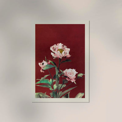 Hærdaceous Peony – Fine Art Poster von Ogawa Kazumasa, UV-beständig