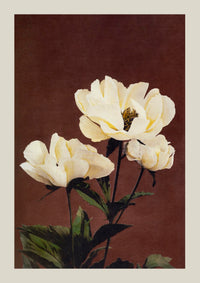 Hærdaceous Peony Nr. 2 – Japanischer Kunstdruck von Ogawa Kazumasa, UV-beständig — Ansicht 3