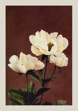 Hærdaceous Peony Nr. 2 – Fine Art Poster by Ogawa Kazumasa | UV-beständig | Japanischer Kunstdruck aus Berlin