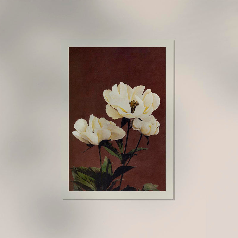 Hærdaceous Peony Nr. 2 – Japanischer Kunstdruck von Ogawa Kazumasa, UV-beständig — Ansicht 2