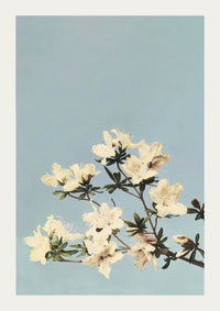 Japanese Azaleas by Ogawa Kazumasa – Fine Art Poster UV-beständig Atelierdruck Berlin — Ansicht 3