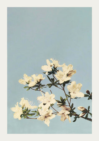 Japanese Azaleas by Ogawa Kazumasa – Fine Art Poster | UV-beständig | Atelierdruck Berlin