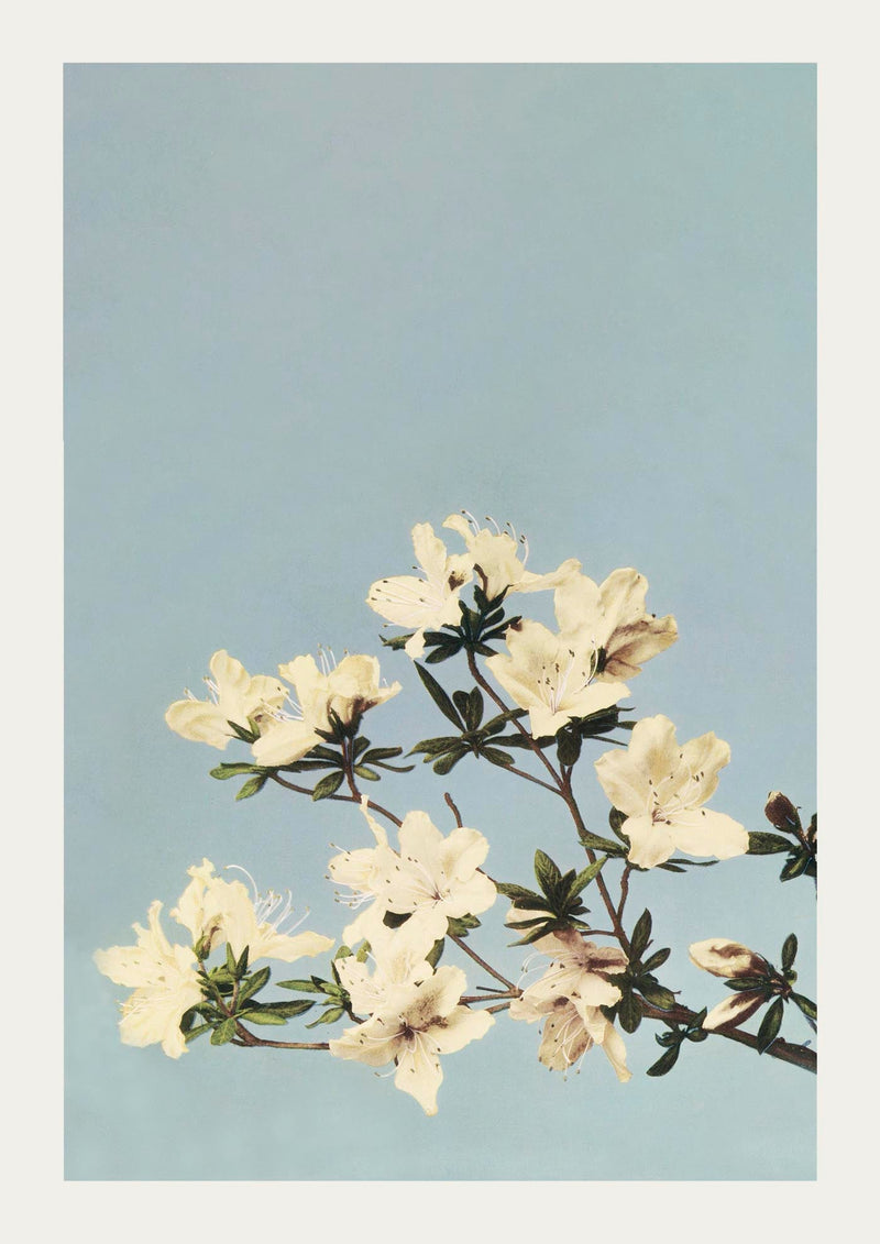 Japanese Azaleas by Ogawa Kazumasa – Fine Art Poster UV-beständig Atelierdruck Berlin — Ansicht 3