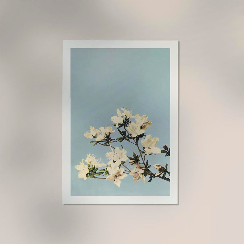 Japanese Azaleas by Ogawa Kazumasa – Fine Art Poster UV-beständig Atelierdruck Berlin — Ansicht 2
