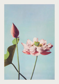Lotus Flowers art print by Ogawa Kazumasa – Handcrafted in Berlin — Ansicht 3