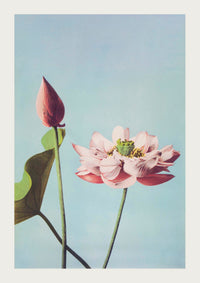 Lotus Flowers art print by Ogawa Kazumasa – Handcrafted in Berlin — Ansicht 3
