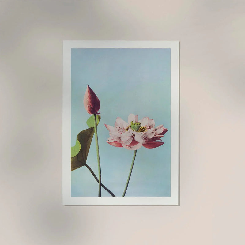 Lotus Flowers art print by Ogawa Kazumasa – Handcrafted in Berlin — Ansicht 2