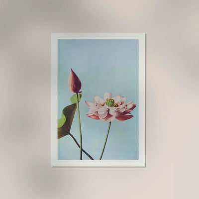 Lotus Flowers art print by Ogawa Kazumasa – Handcrafted in Berlin