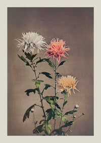 Kin-sui-ro – Fine Art Canvas Chrysantheme Ogawa Kazumasa — Ansicht 3