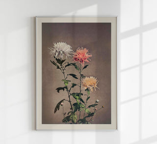 Nahansicht einer feinen Chrysanthemenblüte „Kin-sui-ro“ nach Ogawa Kazumasa, mit zarten Blütenblättern auf weich getöntem Hintergrund, in historischer Collotype-Optik als Fine-Art-Poster gerahmt an einer dezent gestalteten Wand
