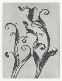 Karl Blossfeldt Plant Photogravure Nr 108 Kunstdruck Poster — Ansicht 1