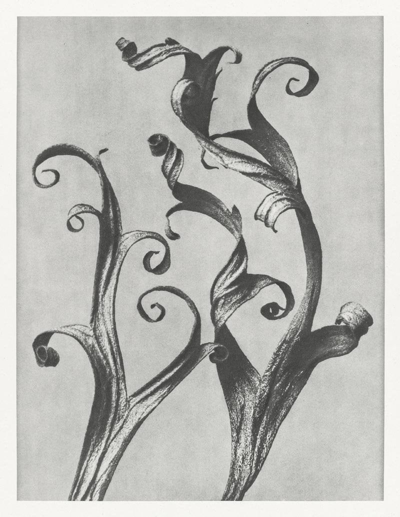 Karl Blossfeldt Plant Photogravure Nr 108 Kunstdruck Poster — Patroa Studio