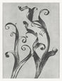 Karl Blossfeldt Plant Photogravure Nr 108 Kunstdruck Poster