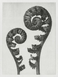 Karl Blossfeldt Plant Photogravure Nr 109 – Kunstdruck Berlin — Ansicht 1