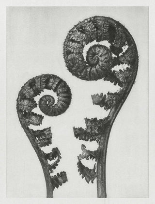 Karl Blossfeldt Plant Photogravure Nr 109