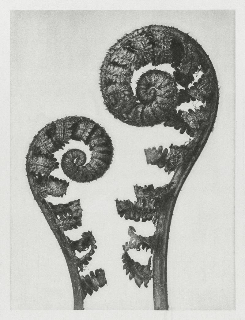 Karl Blossfeldt Plant Photogravure Nr 109 – Kunstdruck Berlin — Patroa Studio